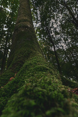 Fototapeta premium Baum