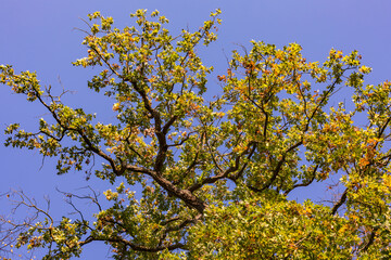 Markante deutsche Eiche vor blauem Himmel in einem Mischwald im Herbst mit grünen, gelben und braunen Blättern