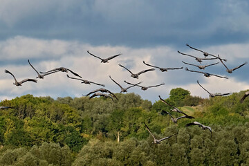 Kraniche ( Grus grus ) auf Rügen.