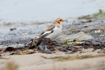 Snow Bunting on Texel in the Netherlands.