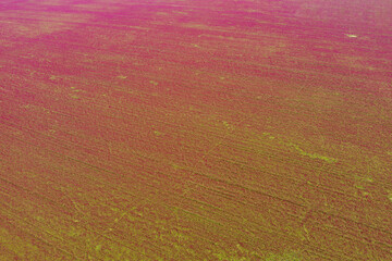 Crimson clover field from above