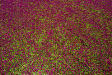 Crimson clover field from above