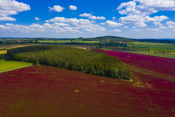 Obraz premium Crimson clover field and forest from above