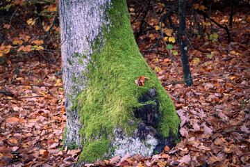 autumn leaves on the ground