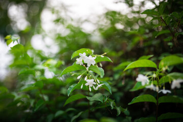 little white flowers in the green garden at afternoon