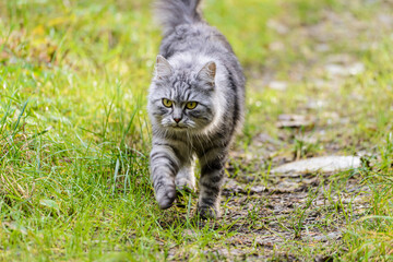 Naklejka na ściany i meble norwegian forest cat is playing in the forest