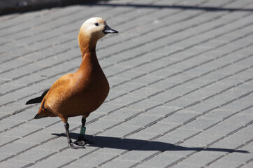 brown duck with a light head