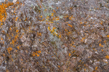 texture of gray rock stone with yellow lichen