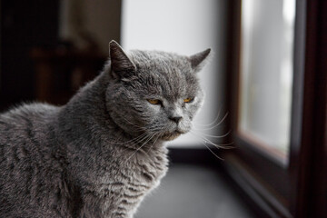 Gray chartreux cat with a yellow eyes sit in apartment and looking in a window.