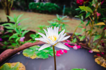 White lotus in the graden.