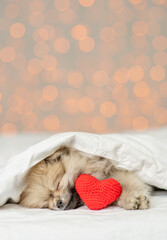 Fototapeta na wymiar Pomeranian spitz puppy sleeps on a bed at home with red heart on festive background. Valentines day concept. Empty space for text