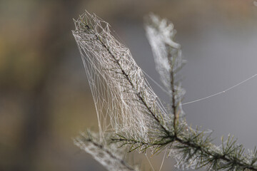 Spinnwebe