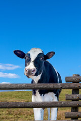高原の牧場で青空を背景に柵ごしにカメラ目線の仔牛