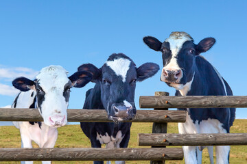 高原の牧場で青空を背景に柵ごしにカメラ目線の仔牛