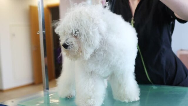 Woman dries dog with hair dryer in grooming salon.