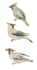 Watercolor painting set with bohemian waxwing birds isolated on white