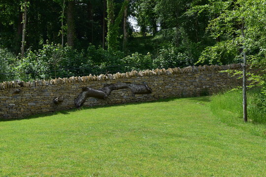 A beautiful dry stone wall with an architectural tree built through it at The Newt, a country garden and estate in Somerset.