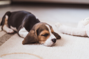 Cute small beagle puppy sleeping on the floor