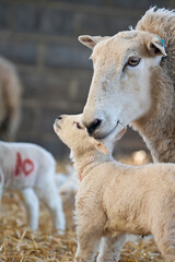 Naklejka na ściany i meble New born Lleyn lamb with mother ewe at lambing time