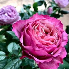 ミニ薔薇、タマラコルダナとラミー © 広美 大野