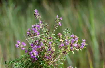 thyme, purple flowers, against a background of green grass
