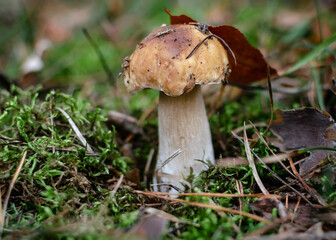 beautiful though not edible mushroom fly agaric with a round red speckled cap