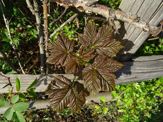 liście klonu jaworu © TK_Office