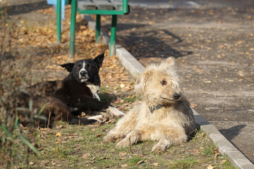 Obraz premium Two dogs lie on grass and bask in the sun.