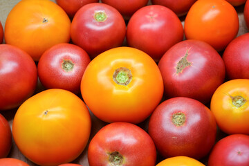 Tomatoes summer harvest. Village garden harvest. Tomato from farmers market. Fresh red and yellow tomatoes. Organic vegetables.