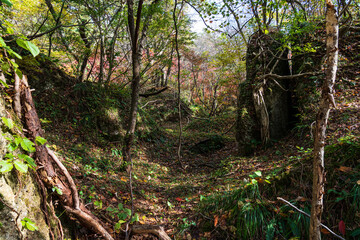 Tourist destination in Japan　Autumn leaves　