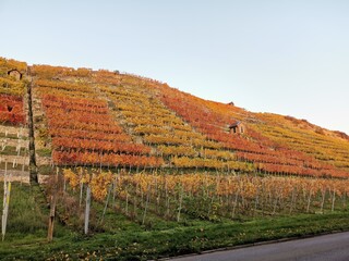 Walking way road path next to a colorfull vineyard at the neckar in Stuttgart