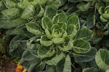 Green plants with brussel sprouts on a farmland