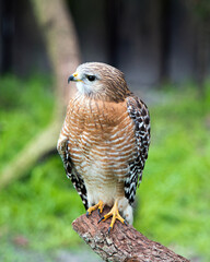 Hawk stock photo. Hawk close-up profile view perched on a tree branch displaying brown feathers plumage, beak,talons, with a blur background in its habitat and environment.  Image. Portrait. Picture.