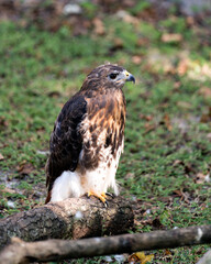 Hawk stock photo.  Image. Portrait. Picture. Hawk bird perched on branch with blur background.  Hawk bird close-up profile.