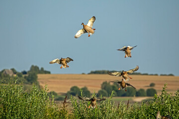 A flock of ducks lands on the swamp. Mallard, or Wild duck (Anas platyrhynchos).