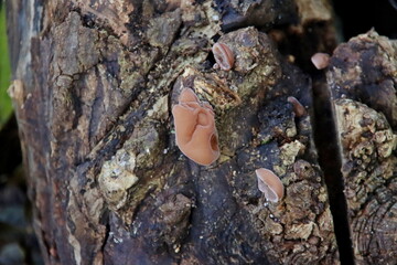 Auricularia auricula-judae or Jew's Ear Wood Ear of Jelly Ear or Judus' ear