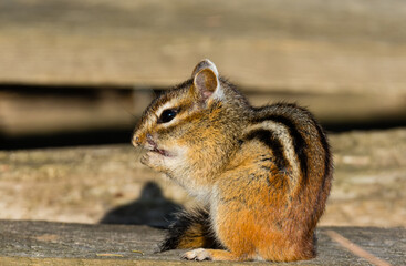 Snacking Squirrel