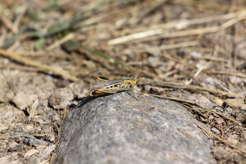 grasshopper on a stone