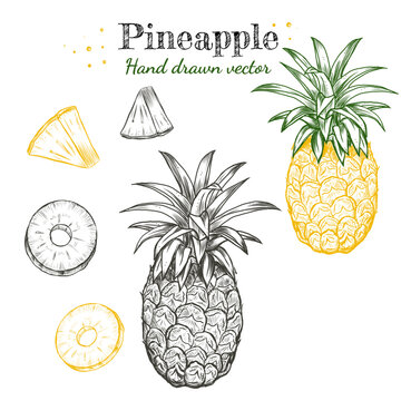 Vector detailed line art pineapple tropical fruit hand drawn retro illustration set. Vintage linear ink engraved doodle sketches. Isolated on white, ripe and sliced with leaves.