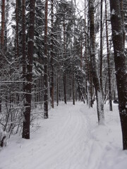 cross-country skiing on a snow trail in the forest