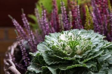 Autumnal planting and decoration: Flower bowl with ornamental cauliflower and heather