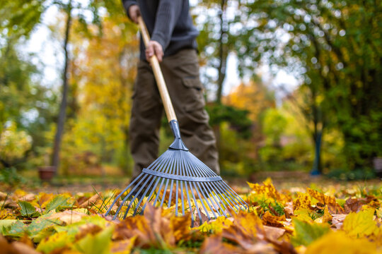 Mit dem Rechen viele Bl&auml;tter im Herbst zusammen fegen 