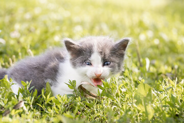 cat sitting in the grass...