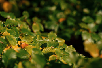 Wonderful fairytale autumn day with colorful leaves and forests