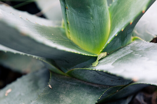 Close-up of a green agave plant as background - fresh green