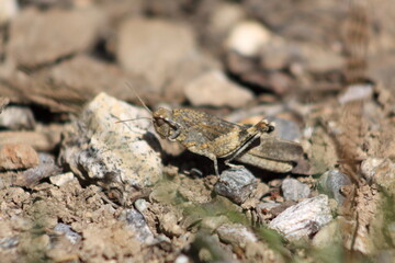 grasshopper on stones