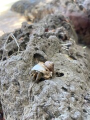 crab on the beach