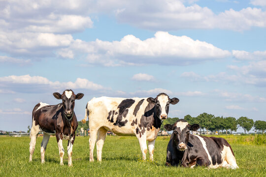 Group of cows together gathering in a field, happy and joyful, standing and lying down and a blue cloudy sky.