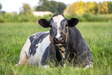 Beautiful brown red cow, happy lying down, an orange rope around her snoot, in a pasture and with copy space