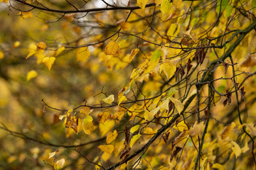 Wonderful fairytale autumn day with colorful leaves and forests